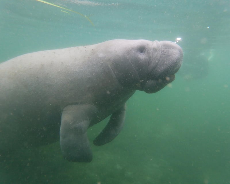 Private Manatee Snorkel Boat Tour in Crystal River