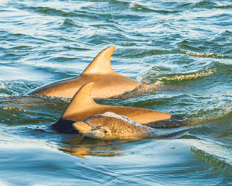 Brunch & Dolphin Cruise in St. Augustine