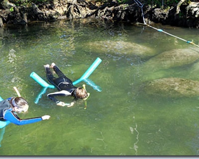 Swim With Manatees Guided Tour In Crystal River