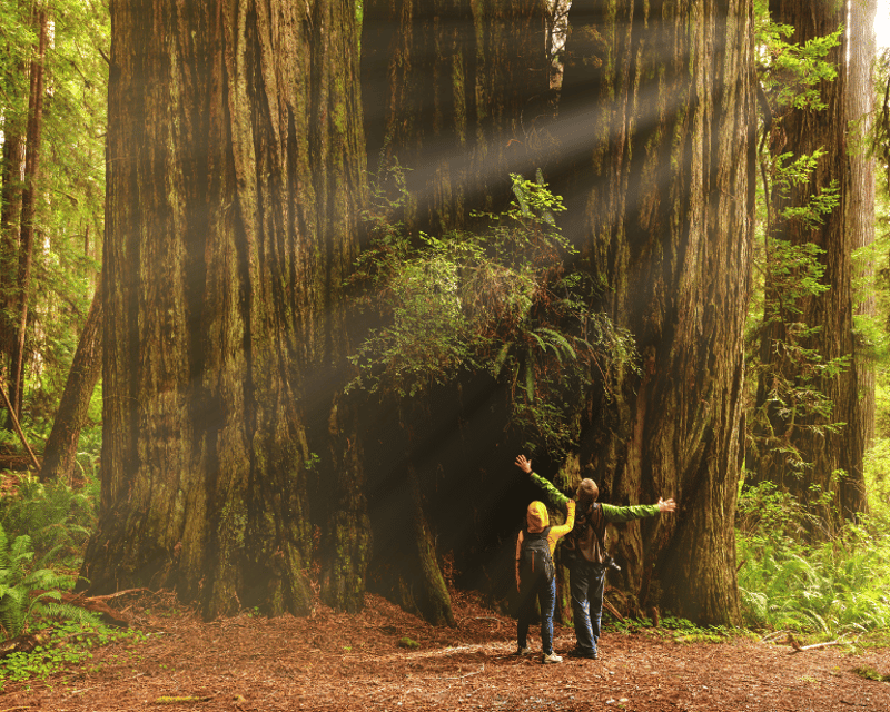 Guided Tall Trees Grove Hike in Redwood National Park