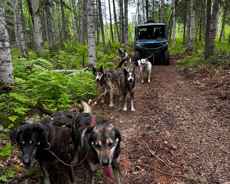 Private Summer Sled Dog Ride & Kennel Tour in Talkeetna