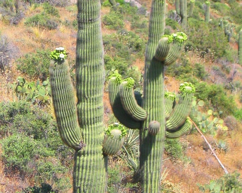 Off-Road Mountaintop Jeep Tour in Tonto National Forest