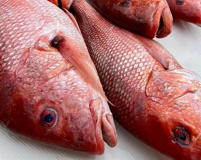 Pensacola Beach Bottom Fishing Charter