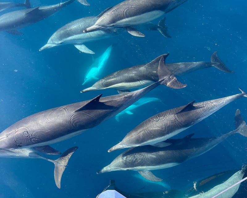 Private Whale Watching Sailing Charter in Santa Barbara