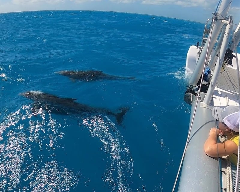 Private Half-Day Yacht Charter & Snorkeling in Key West