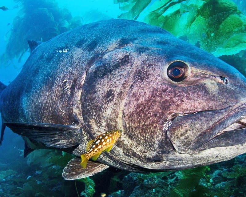 2-Hour Guided Scuba Dive in Avalon