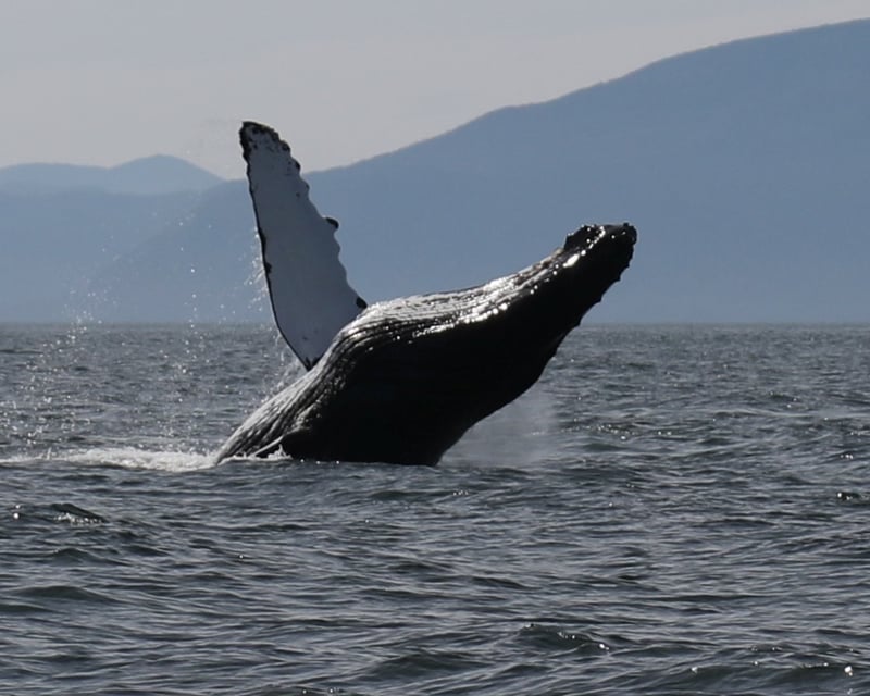 Private Ketchikan Whale Watching & Wilderness Dining