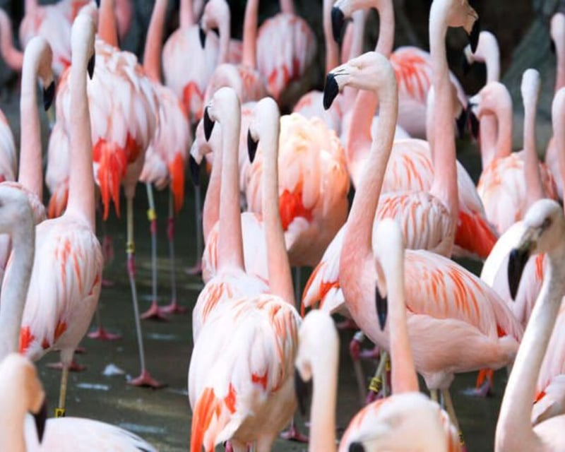 Zoo Atlanta Admission with 1,000+ Animals