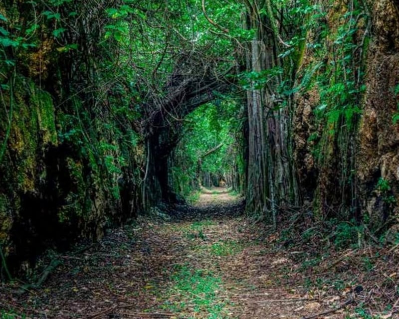 Historic Railway Trail Hike With Biologist in Isabela