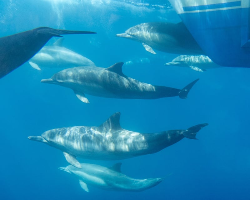 Dana Point Dolphin & Whale Watching Cruise