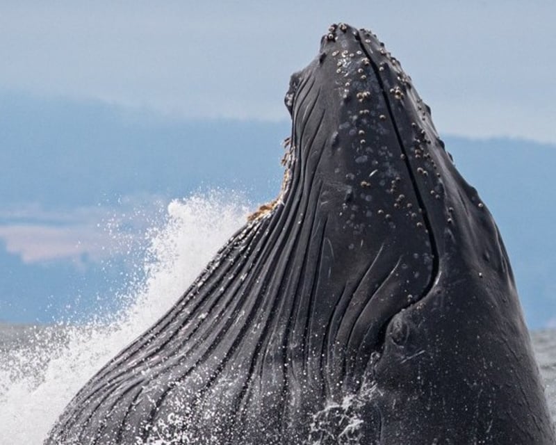 Full-Day Monterey Bay Whale Watching Tour