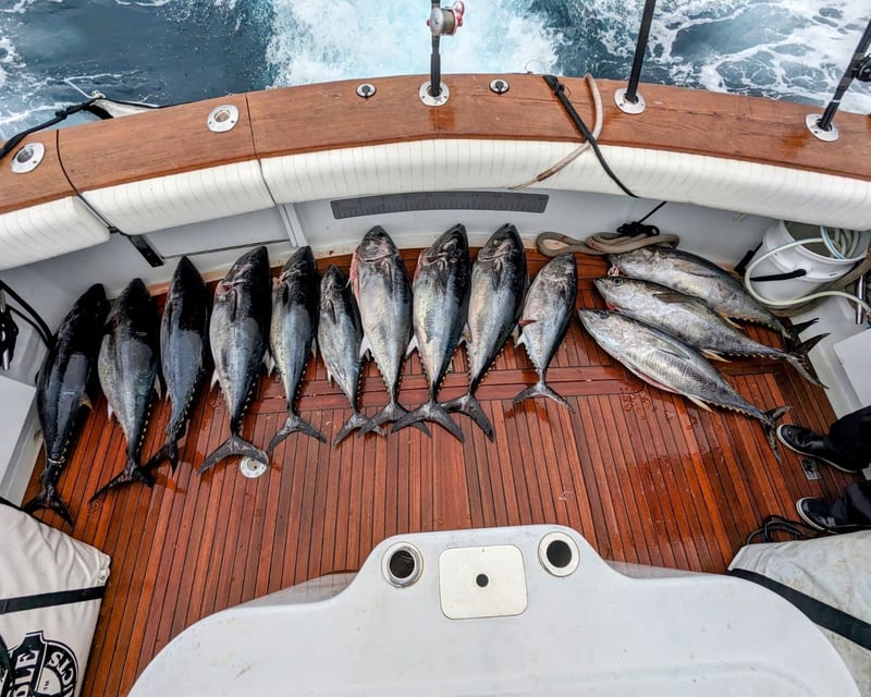 San Diego Tuna Fishing Charter
