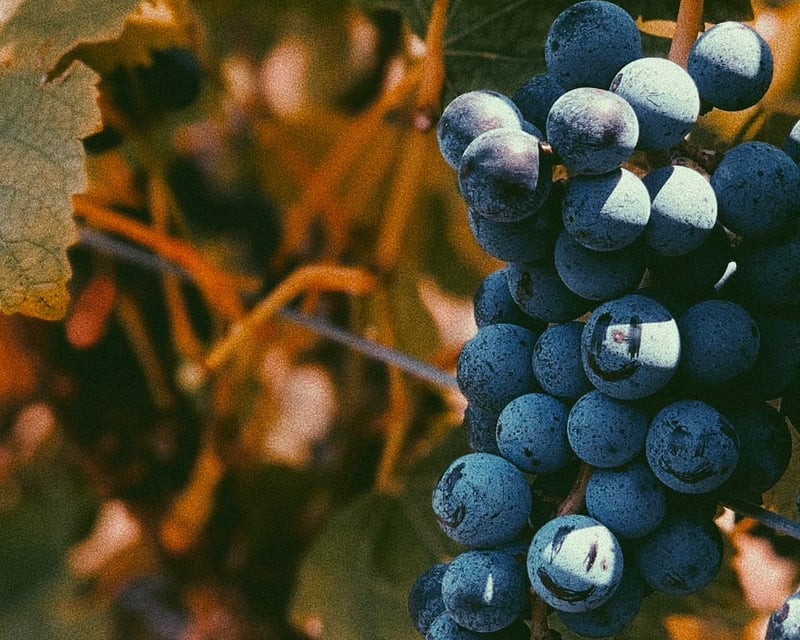 6-Wine Tasting at Enoch's Stomp Winery in Harleton, TX