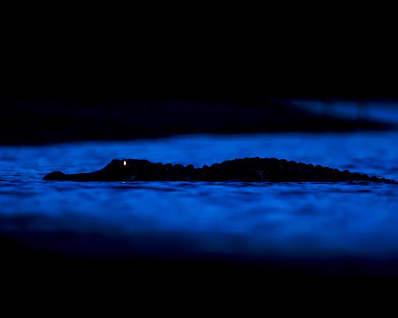 Everglades Nighttime Airboat Tour
