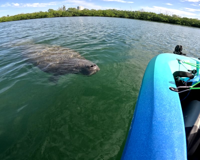 Pedal Kayak Mangrove Tunnel Eco Tour in Sarasota