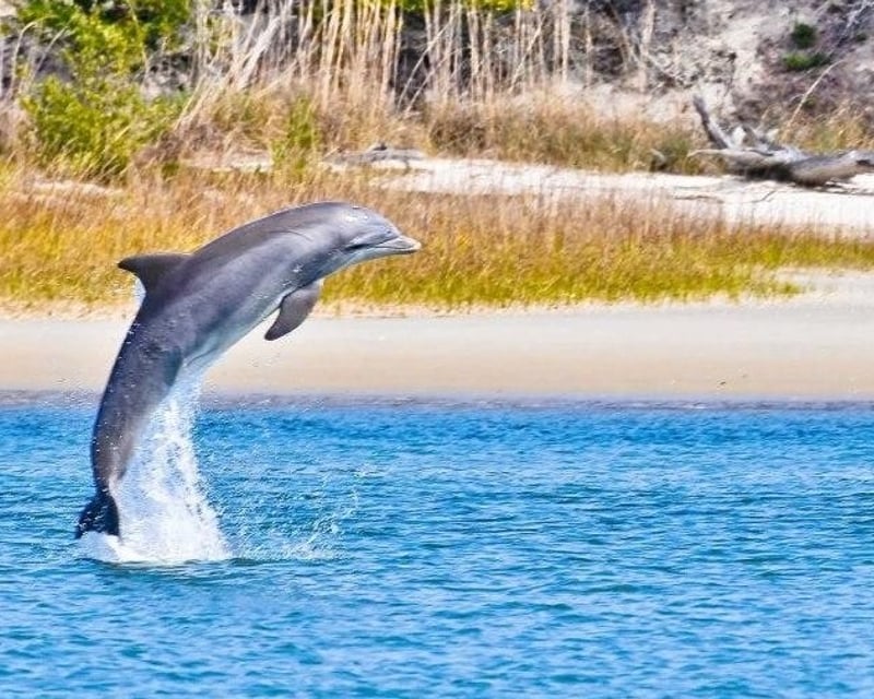 Small-Group Dolphin Cruise with Naturalist