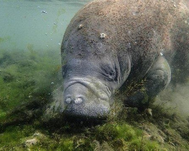 Full-Day Crystal River Manatee Swim & Rainbow River Snorkel