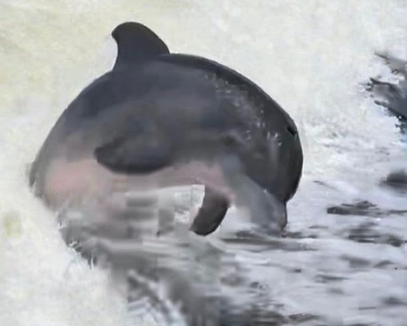 Private Sunset & Dolphin Cruise in Cape Coral