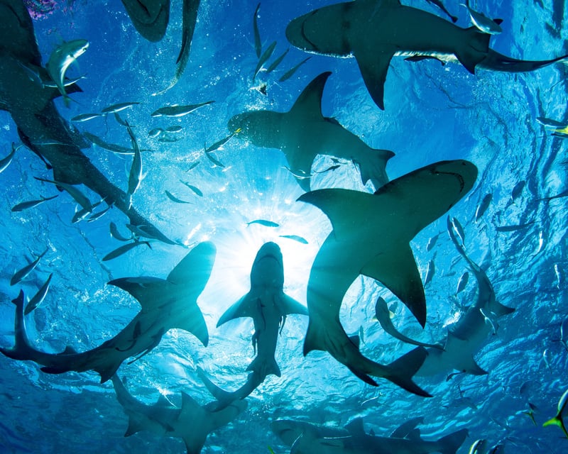 Cage-Free Shark Snorkel Tour in Haleiwa