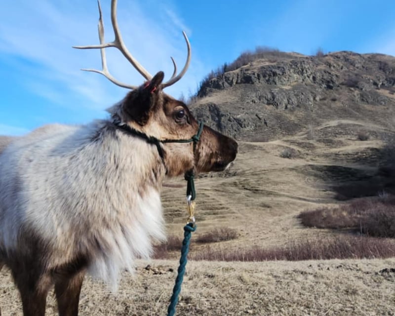 Guided Reindeer Trek in Palmer, Alaska