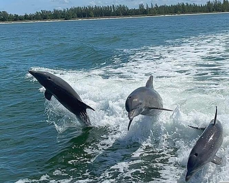 Private Dolphin & Shelling Tour in the 10,000 Islands
