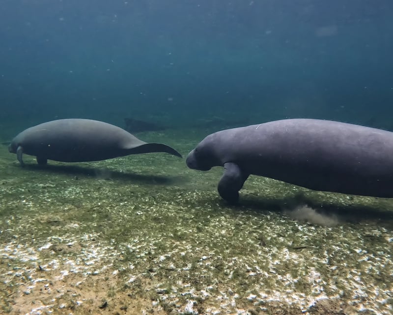 Guided Group Snorkel Tour at Blue Spring State Park