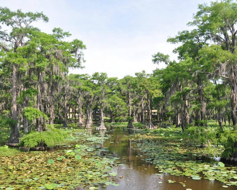 Caddo Lake Alligator Pontoon Boat Tour