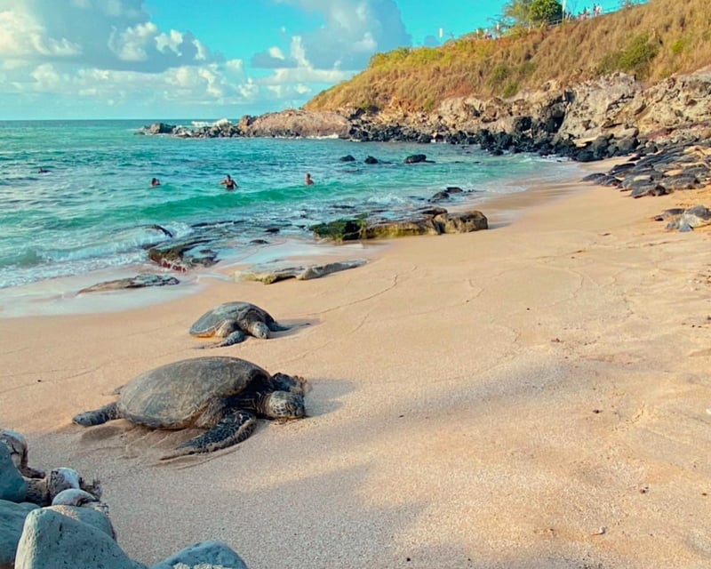 Half-Day Road to Hana Tour with Waterfalls & Sea Turtles