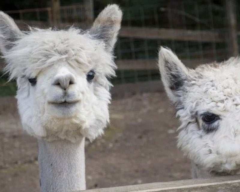 Carnation Alpaca Farm Tour