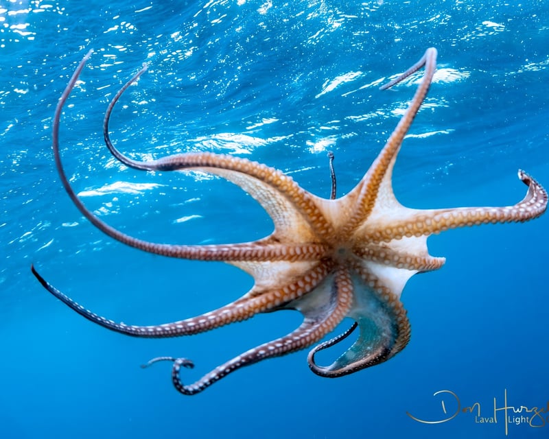 Kohala Coast Citizen Science Snorkel Tour