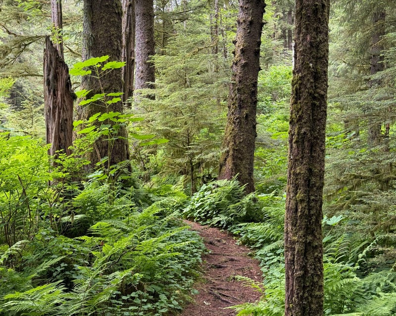 Sitka Rainforest Hike with a Local Naturalist