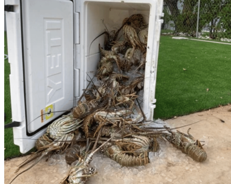 Private Spiny Lobster Snorkel Trip in Islamorada