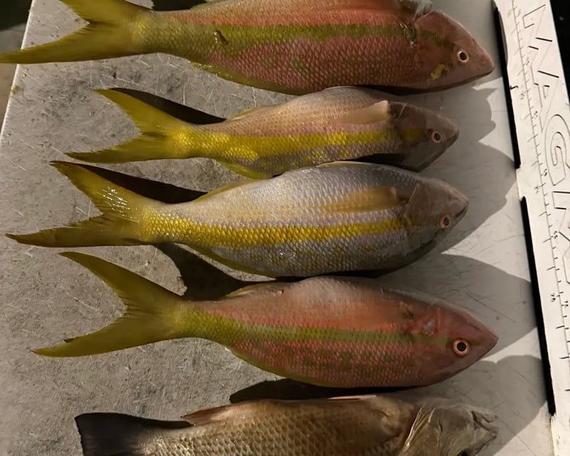 4-Hour Fishing, Snorkel & Sandbar Charter in Marathon