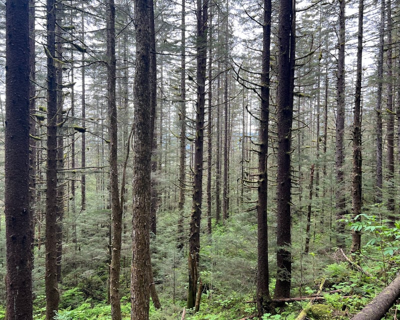 Rainforest Hike in Juneau