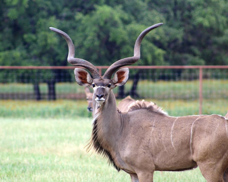 Take a Private Safari Park Guided Tour Ride