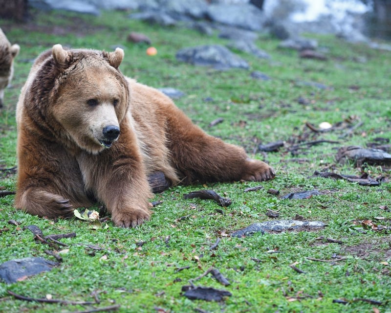 Feed Rescued Big Cats or Bears in Alpine