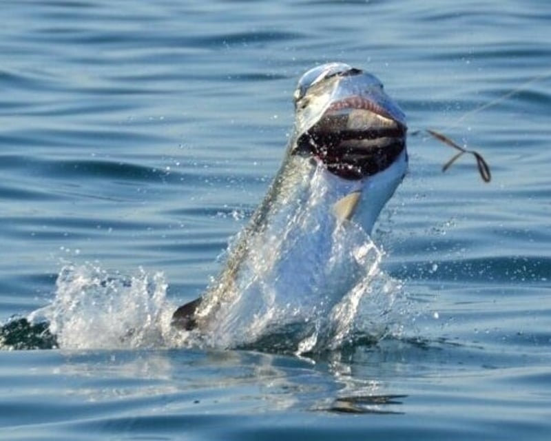 Palmetto Tarpon Fishing Charter