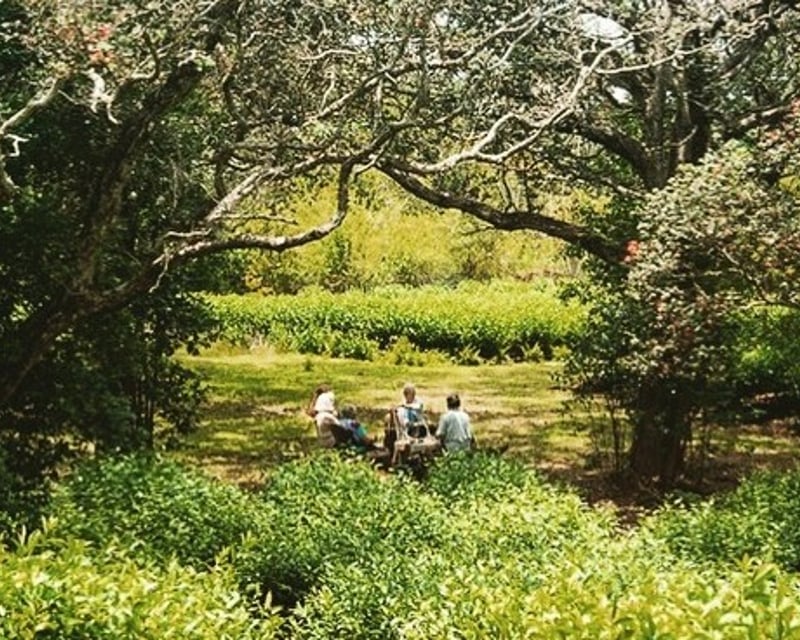 Tea Farm Walk & Japanese-Style Tea Ceremony in Honokaa
