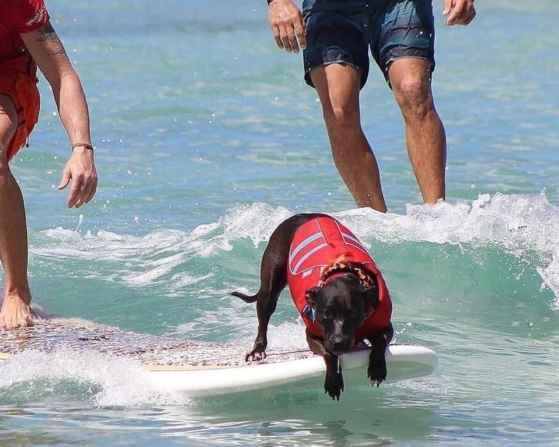 Surf Lessons for Dogs & People in Haleiwa