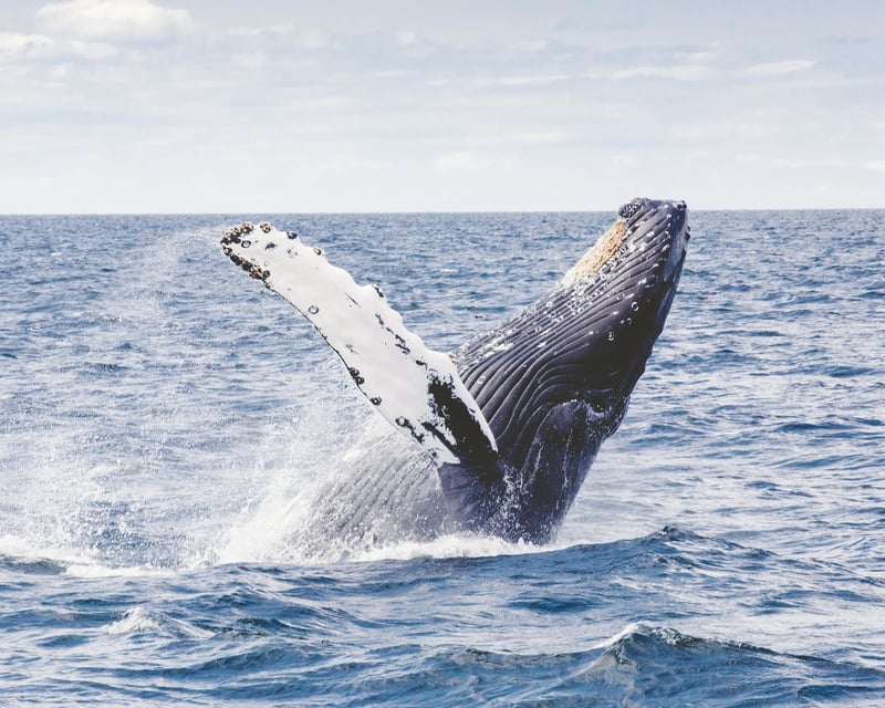 Private Whale Watch & Snorkel Tour in Waikiki
