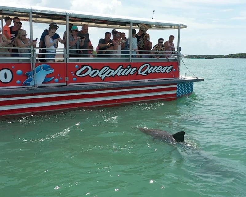 90-Minute Dolphin Watching Cruise in Madeira Beach