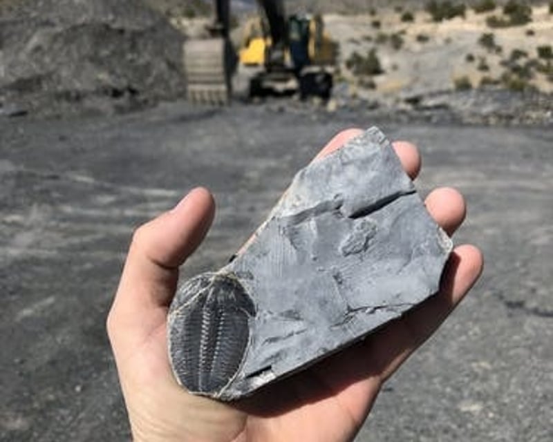 Trilobite Fossil Quarry Dig Near Delta, Utah