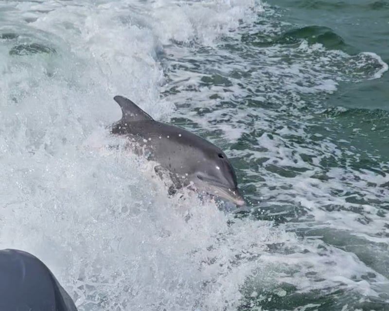 90-Minute Dolphin Cruise From John's Pass