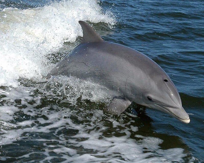 Private Dolphin Tour in Cortez near Anna Maria Island