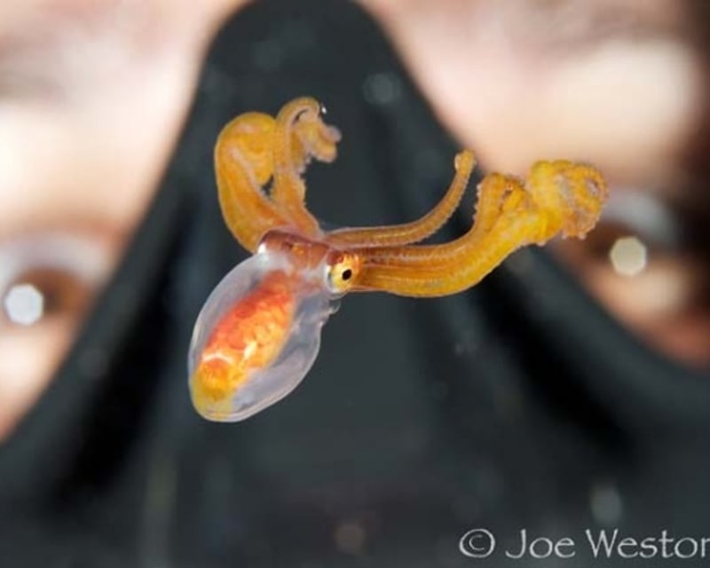 Night Pelagic Drift Dive in Kona for Certified Divers