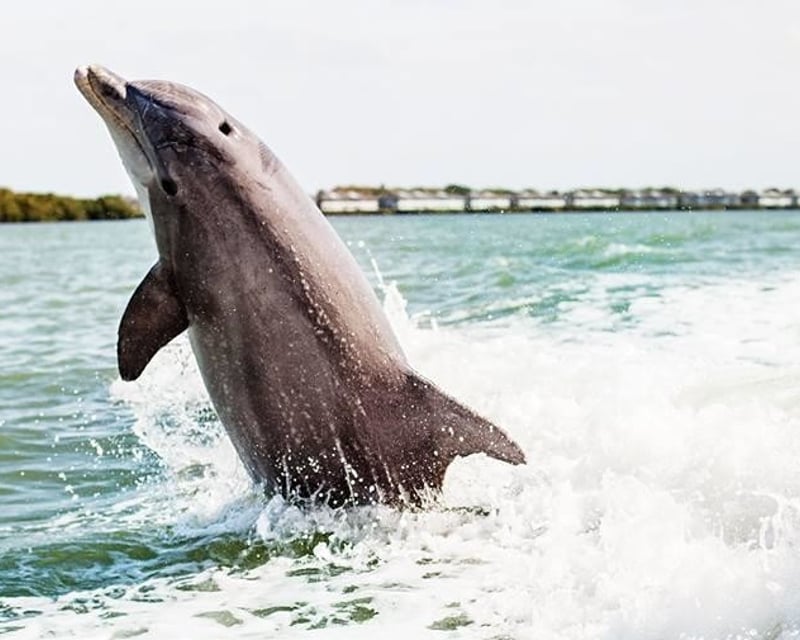 Dolphin Cruise & Sandbar Shelling on Anna Maria Island