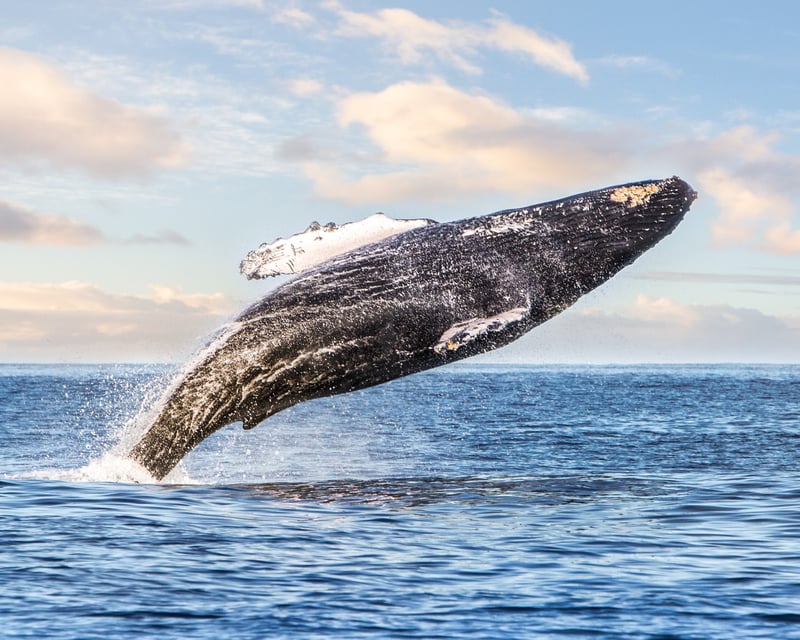 Whale Watching Cruise in Kailua-Kona