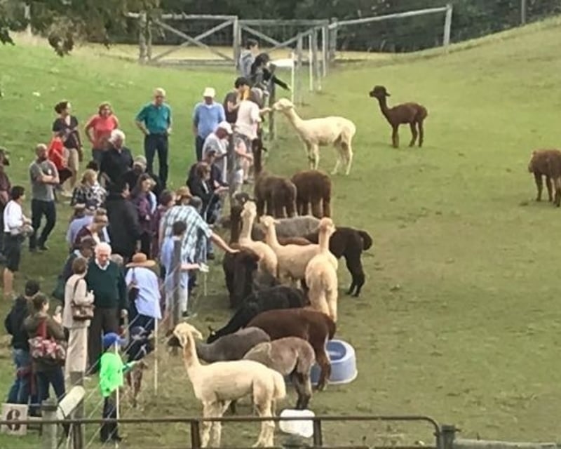 Alpaca Farm Tour & Feeding in Bloomfield, NY
