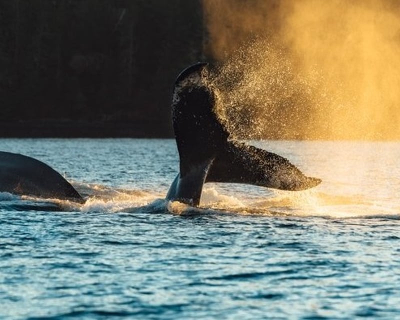 2.5-Hour Whale Watching & Wildlife Tour in Sitka