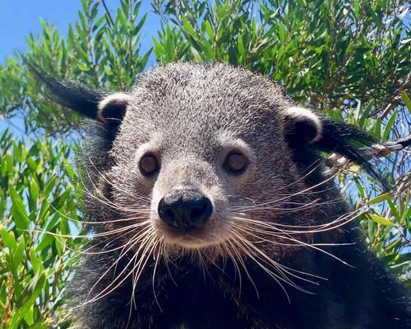 Private Bearcat Feeding Encounter in Bonsall